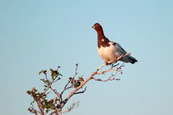 Perdiz ártica macho — Fotografia de Stock