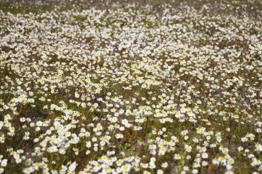 Beyaz chamomiles