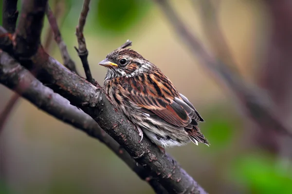 Sedge Warbler nestling, Acrohalus schoenobaenus — стоковое фото