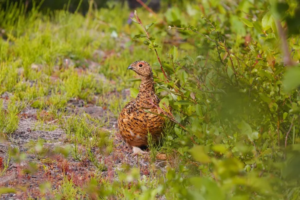 Arktické partridge žena — Stock fotografie