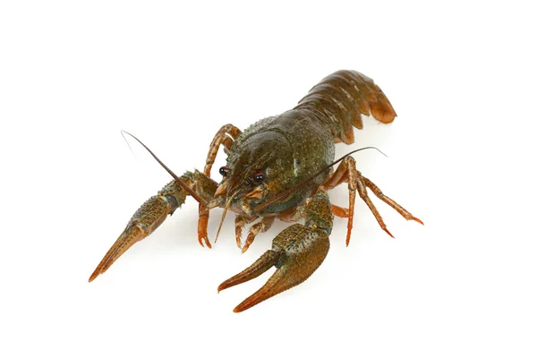 Crawfish alive one isolated on white — Stock Photo, Image