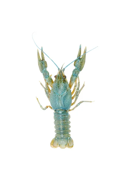 Blue crawfish alive one isolated on white — Stock Photo, Image