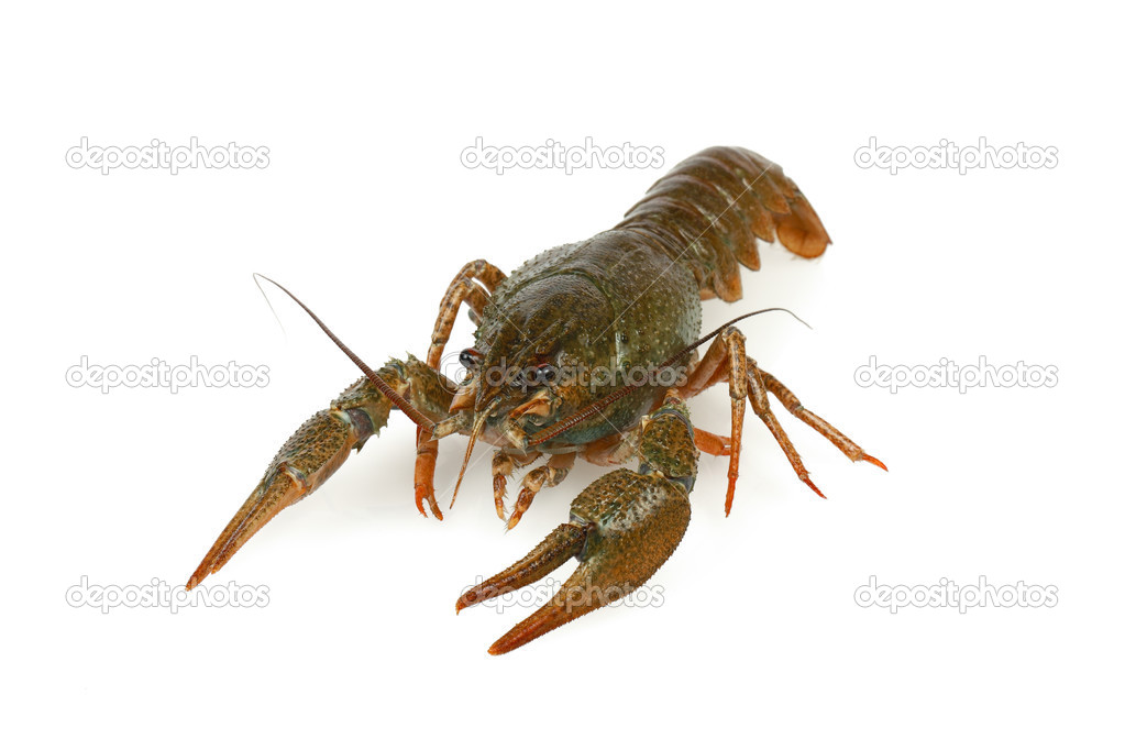 crawfish alive one isolated on white