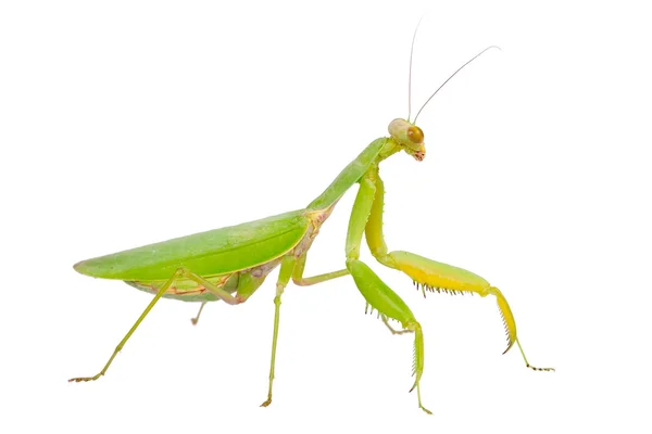 Mantis verde — Fotografia de Stock