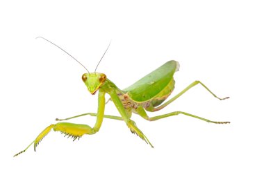 kadın Avrupa mantis
