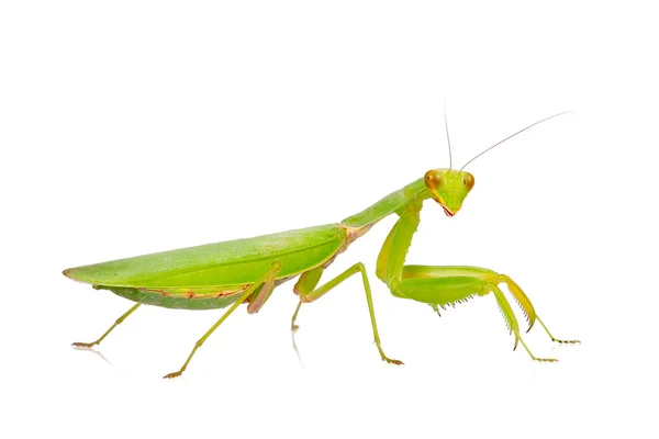 Female European Mantis — Stock Photo, Image