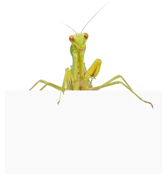 Kvinnliga Europeiska mantis — Stockfoto