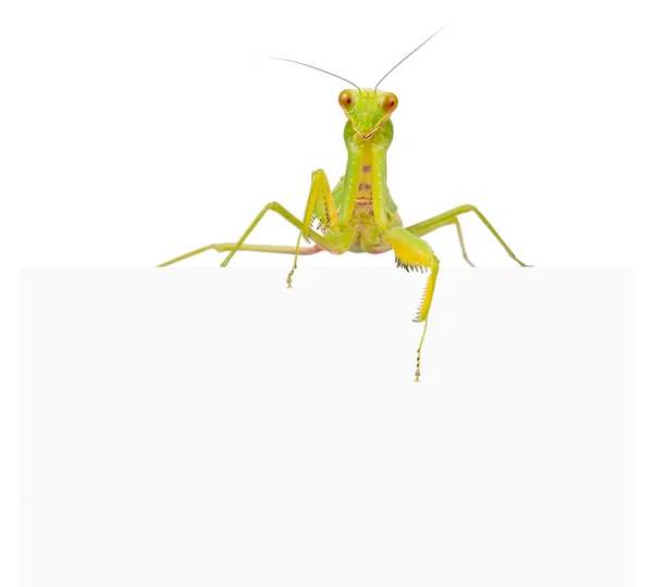 Female European Mantis — Stock Photo, Image