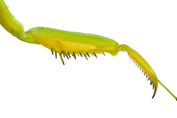 Mantis religiosa leg — Stock Photo, Image