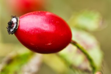 Kırmızı olgun kuşburnu