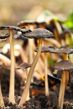 Zehirli mantar entoloma cetratum