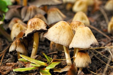 Zehirli mantar entoloma cetratum