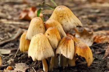 Zehirli mantar entoloma cetratum