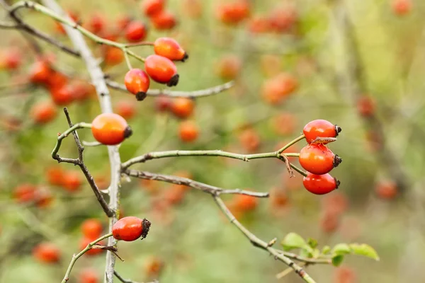 Vermelho maduro rosehips com ramos — Fotografia de Stock