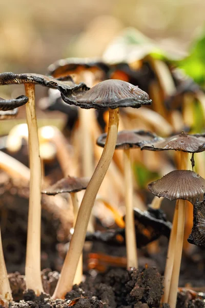 Cogumelos venenosos Entoloma cetratum — Fotografia de Stock