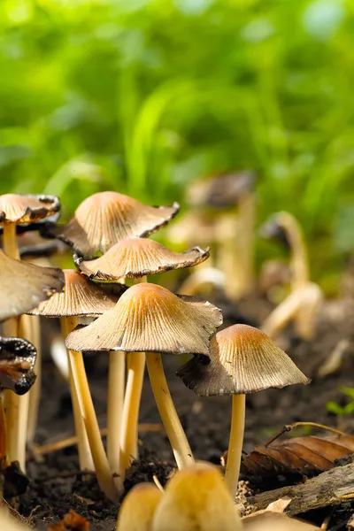 Cogumelos venenosos Entoloma cetratum — Fotografia de Stock
