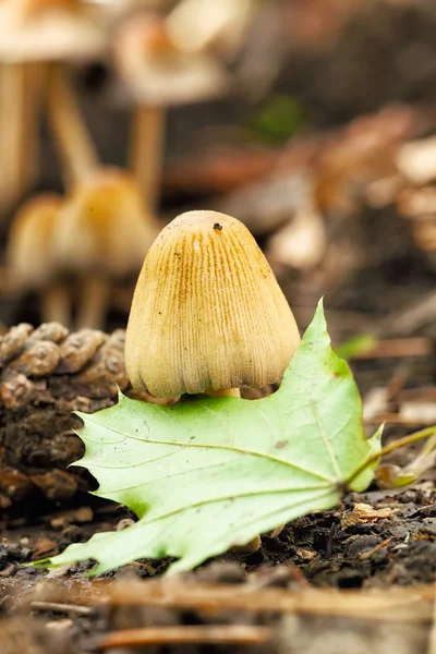 독 버섯 Entoloma cetratum — 스톡 사진