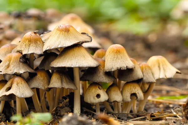 Giftige paddestoelen giftige cetratum — Stockfoto