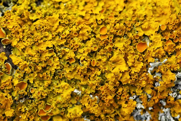 Lichen jaune macro — Photo