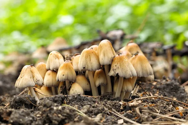 Grzyby trujące entoloma cetratum — Zdjęcie stockowe