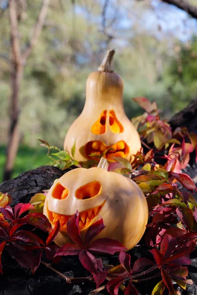 Тыквы на Хэллоуин в осенних листьях — стоковое фото