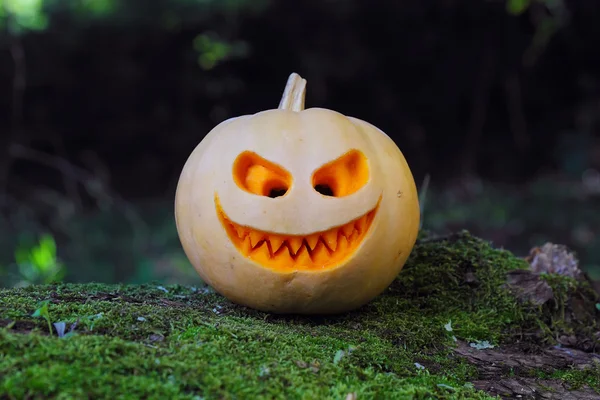 Still life with halloween pumpkin — Stock Photo, Image