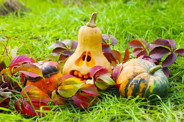 Halloween pumpkins in autumn leaves — Stock Photo, Image