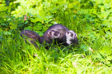 çimenlerin üzerinde oynama yaban gelinciği.