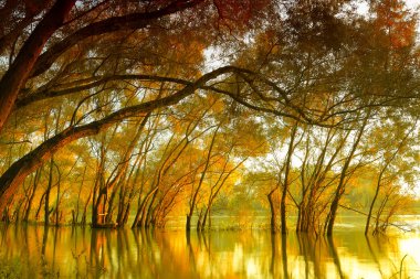 sonbahar ağaçlar nehir