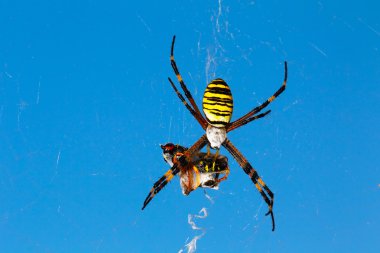 Argiope bruennichi