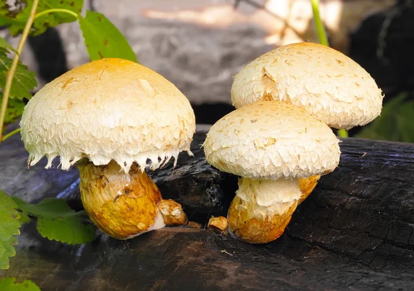 Жовтий гриби pholiota destruens — стокове фото