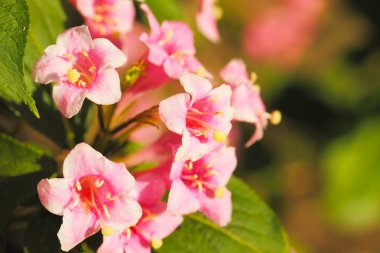 weigela çiçek