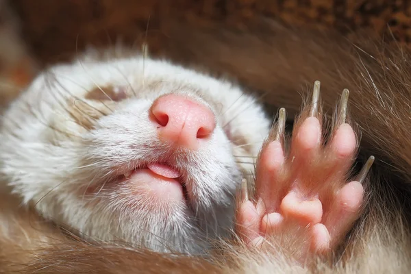 Hurón pastel dormido —  Fotos de Stock