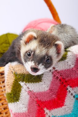 Sable ferret in basket clipart