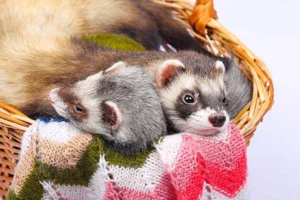 Sable ferret in basket — Stock Photo, Image