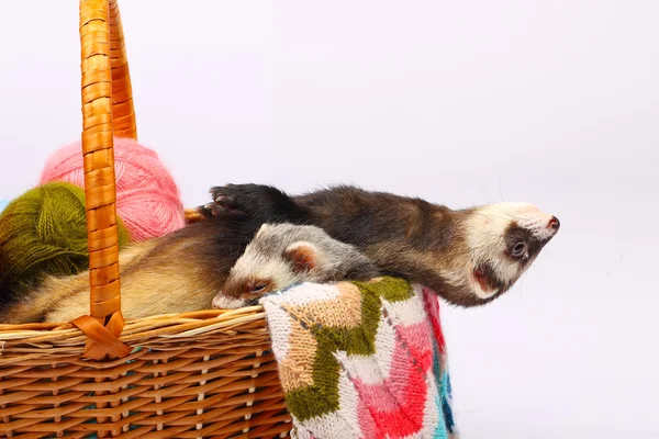Sable ferret in basket — Stock Photo, Image