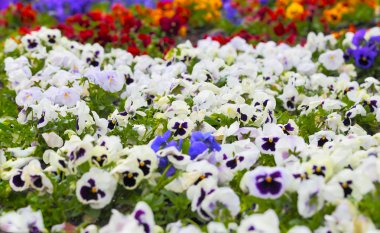 renkli homo çiçek çiçek yatak