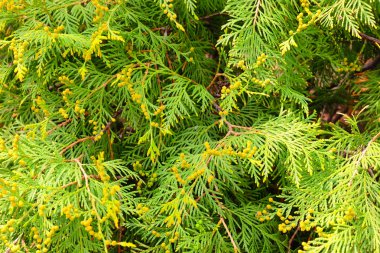 Evergreen Mazı arka plan