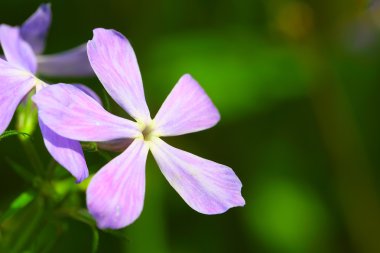pembe çiçekler. Phlox divaricata