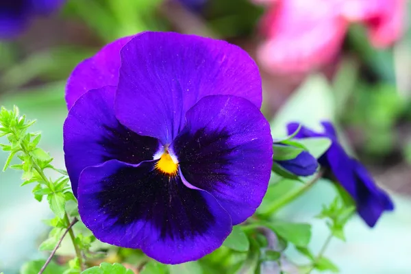 Stegt violet blomst - Stock-foto
