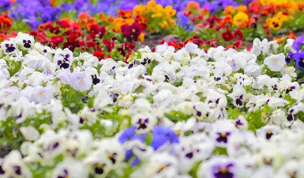 Barevné pansy květiny na záhon — Stock fotografie