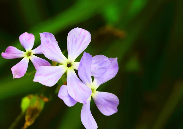 Flores cor de rosa Phlox divaricata — Fotografia de Stock