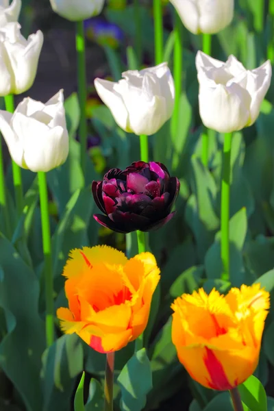 Multicolored tulips — Stock Photo, Image
