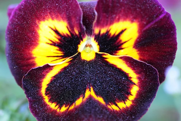 Marrón-amarillo Pansy Flower macro view —  Fotos de Stock