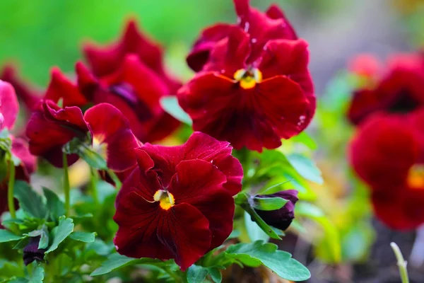 Maroon Pansy Flowers on Flower Bed — Stock Photo, Image