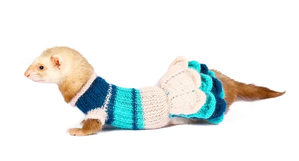 Ferret female dressed isolated — Stock Photo, Image