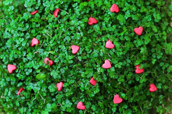 Cuori rossi sull'erba verde — Foto Stock