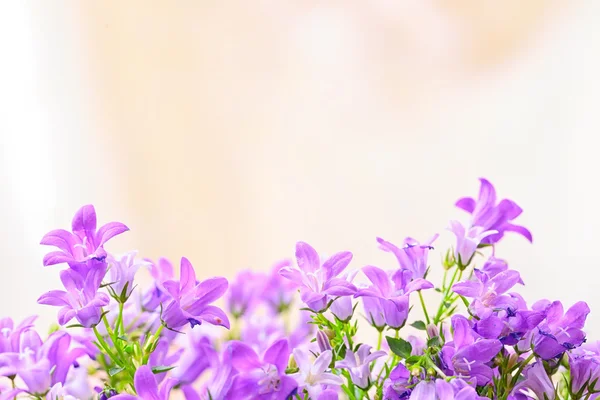 Zvonek jarní květiny — Stock fotografie