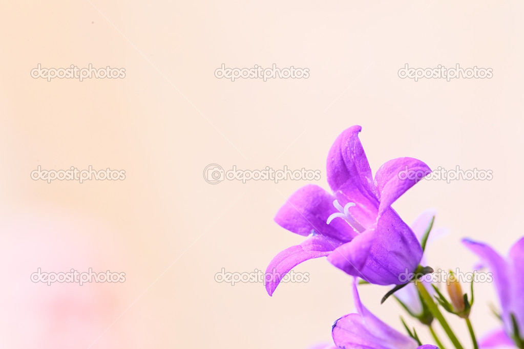 Campanula spring flowers