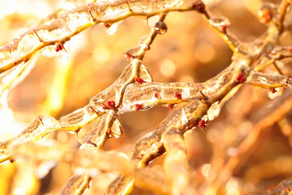 Zweige mit Eis bedeckt — Stockfoto